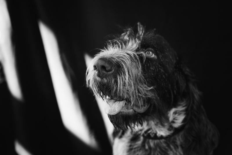 A wire-haired dog turning toward a shaft of window light