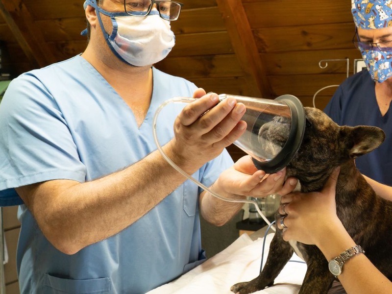 A veterinarian holding an anaesthetic mask over a brindle dog while a colleague steadies it